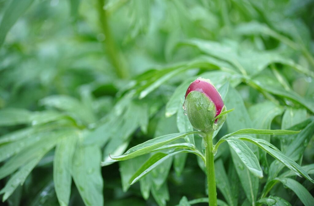 peony, paeonia, pentecost, flower, blossom, bloom, pink, ornamental plant, flower wallpaper, peonies, beautiful flowers, nature, flower background, bud